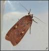 Noctua pronuba